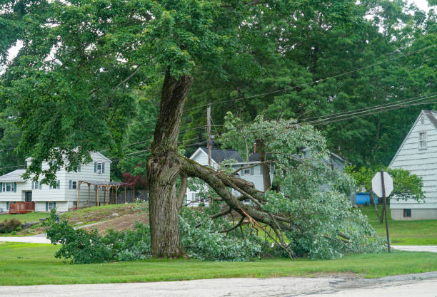 Emergency Storm Tree Removal in Larch Way, WA